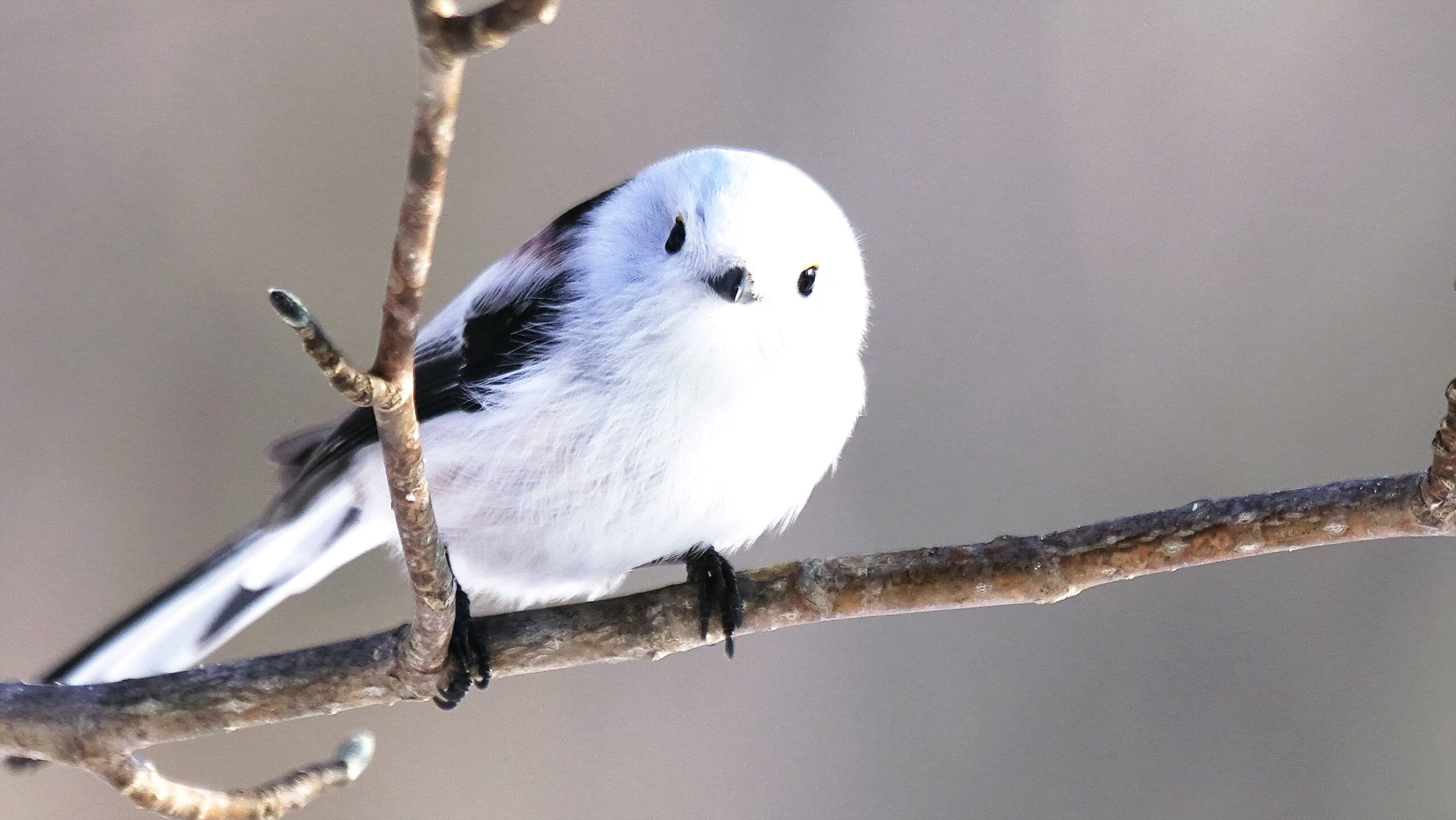 白い妖精 シマエナガが好きすぎるんです いつぽか